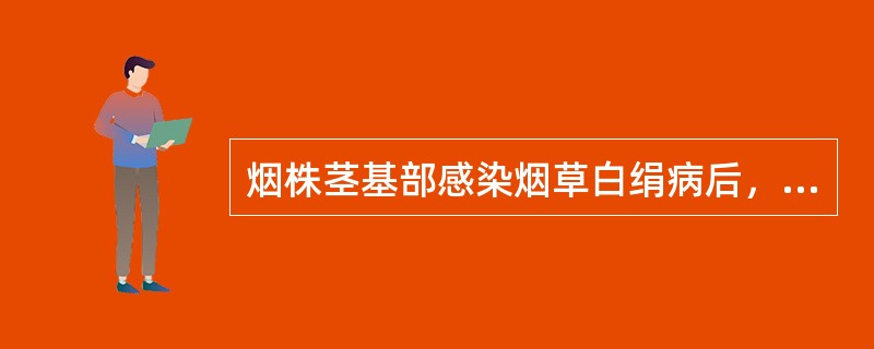 烟株茎基部感染烟草白绢病后，在发病后期，常出现褐色凹陷或死亡病斑，其颜色浅于黑茎