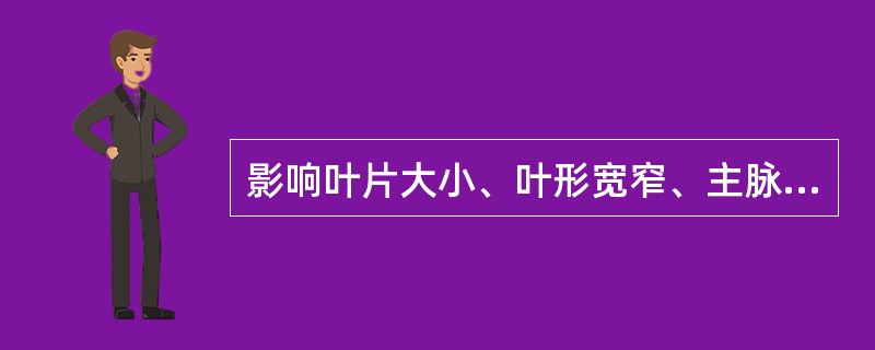 影响叶片大小、叶形宽窄、主脉粗细的遗传因素主要有（）