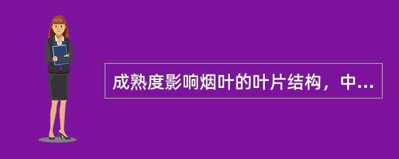 成熟度影响烟叶的叶片结构，中下部成熟的烤烟叶片结构为（）