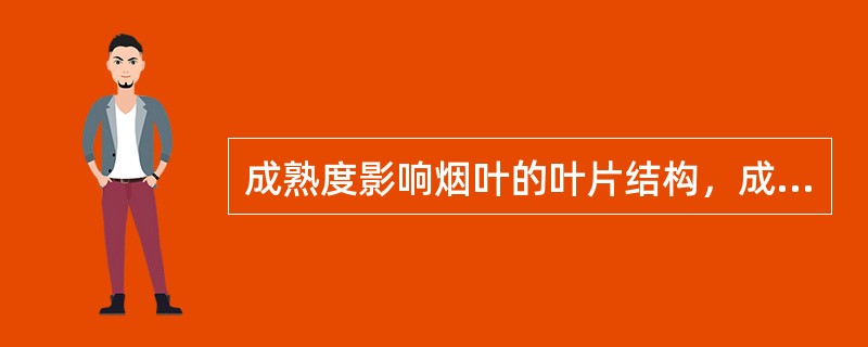 成熟度影响烟叶的叶片结构，成熟度不够的烤烟叶片结构为（）