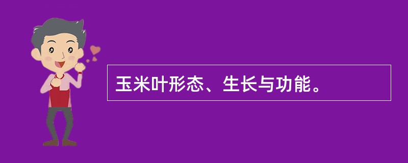 玉米叶形态、生长与功能。