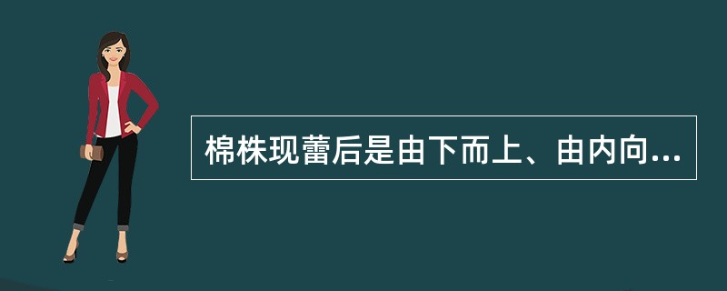 棉株现蕾后是由下而上、由内向外相继出现花蕾。