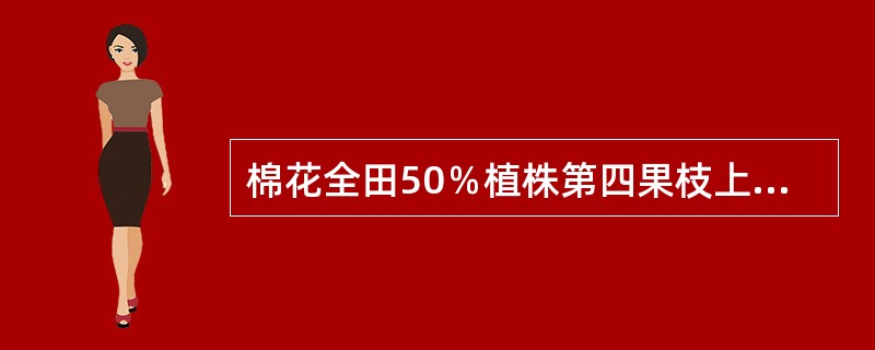 棉花全田50％植株第四果枝上第一朵花开放的时期称为（）。