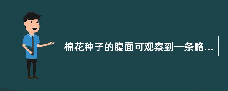 棉花种子的腹面可观察到一条略微突起的纵沟，称为（）。