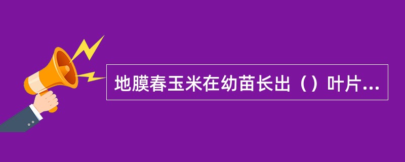 地膜春玉米在幼苗长出（）叶片完全展开时进行间苗，定苗在（）片叶时完成。