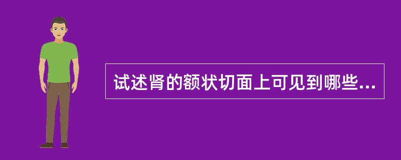 试述肾的额状切面上可见到哪些构造？