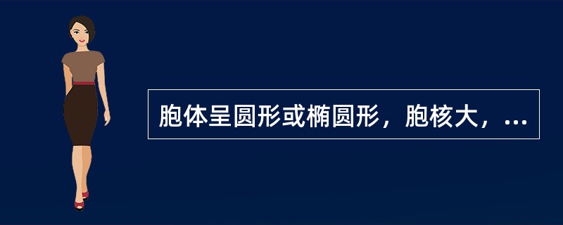 胞体呈圆形或椭圆形，胞核大，位于中央或偏位，核仁可见或消失，核染色质开始聚集。胞
