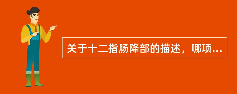 关于十二指肠降部的描述，哪项是正确的？（）