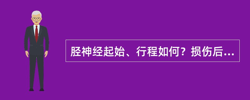 胫神经起始、行程如何？损伤后有何表现？为什么？