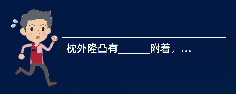 枕外隆凸有______附着，其下方有____，与枕骨内面的____相列应。