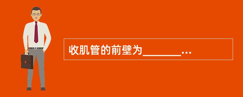 收肌管的前壁为__________，后壁由______和______构成，外侧壁