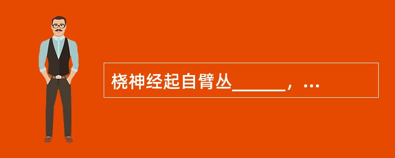 桡神经起自臂丛______，伴______血管，进入______，支配臂及前臂的