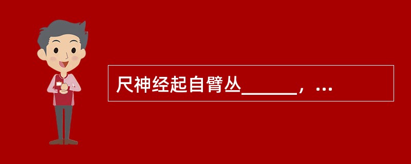 尺神经起自臂丛______，支配______肌和______肌尺侧半，进一步至手