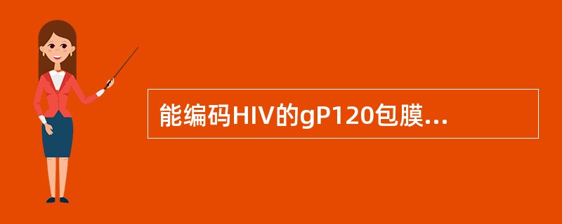 能编码HIV的gP120包膜蛋白基因是