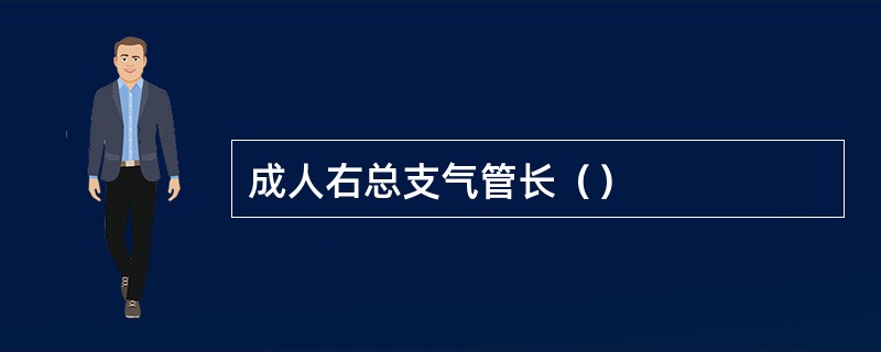 成人右总支气管长（）