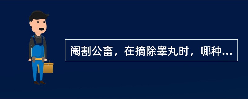 阉割公畜，在摘除睾丸时，哪种情况精索血管可以不结扎（）。