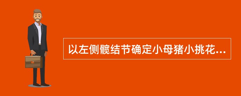 以左侧髋结节确定小母猪小挑花术部时，术部位置距（）