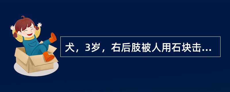 犬，3岁，右后肢被人用石块击打，突然出现重度跛行，股部肿胀，不能屈曲，右后肢较对