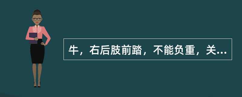 牛，右后肢前踏，不能负重，关节过度屈曲和下沉，趾骨极度倾斜，触诊跟腱迟缓有凹陷。