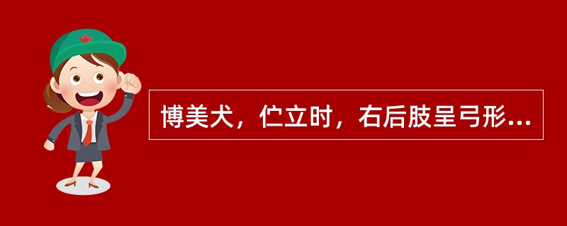 博美犬，伫立时，右后肢呈弓形腿，膝关节屈曲，趾尖向内，小腿向内旋转，跛行。最可能