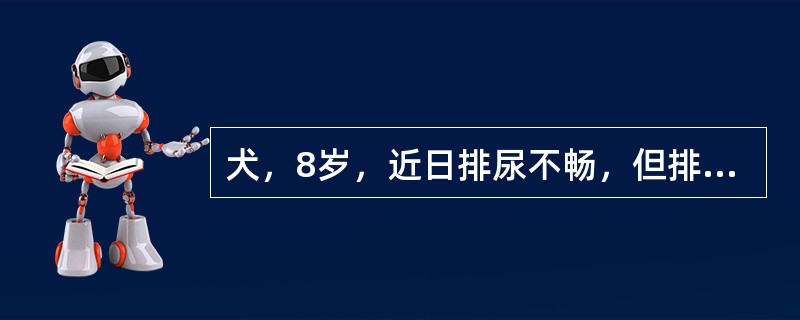 犬，8岁，近日排尿不畅，但排粪正常。会阴部出现鹅蛋大肿胀，无热、无痛、无腹胀。该