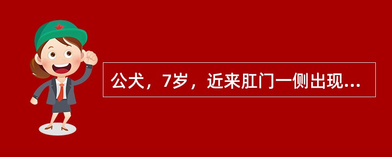 公犬，7岁，近来肛门一侧出现局限性圆形隆起，无热无痛，界限清楚。直肠检查时，直肠