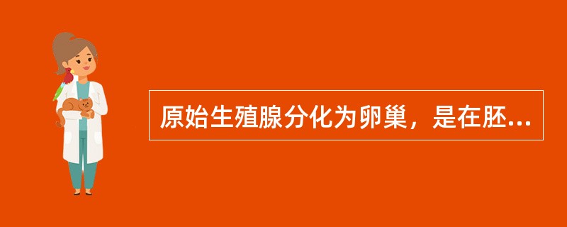 原始生殖腺分化为卵巢，是在胚胎的第几周()