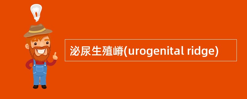 泌尿生殖嵴(urogenital ridge)