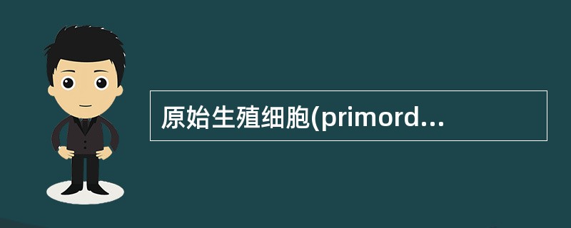 原始生殖细胞(primordial germ cell)
