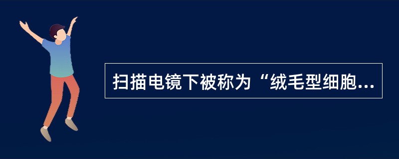 扫描电镜下被称为“绒毛型细胞”的是()