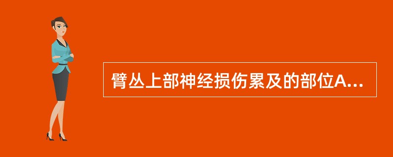 臂丛上部神经损伤累及的部位A、颈4～5神经根B、颈5～6神经根C、颈6～7神经根