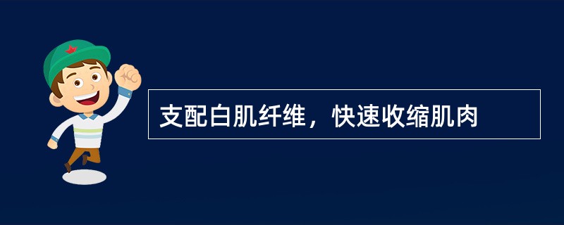 支配白肌纤维，快速收缩肌肉