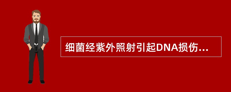 细菌经紫外照射引起DNA损伤时，编码DNA修复酶的基因表达增强。DNA修复酶的基