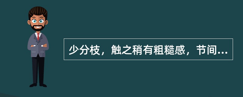 少分枝，触之稍有粗糙感，节间长2—6cm，鳞叶裂片2（稀3），髓部近