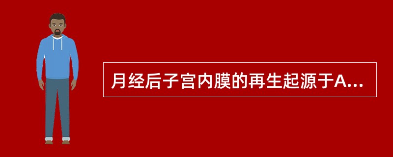 月经后子宫内膜的再生起源于A、子宫肌层B、致密层C、基底层D、海绵层E、功能层