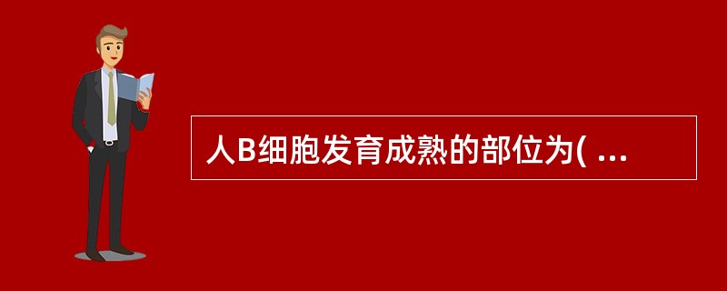 人B细胞发育成熟的部位为( )A、骨髓B、胸腺C、脾生发中心D、淋巴结E、肝脏