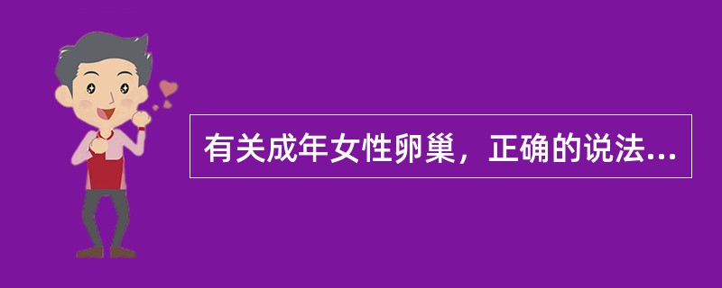 有关成年女性卵巢，正确的说法是( )。A、是性腺器官B、呈扁椭圆形C、位于输卵管