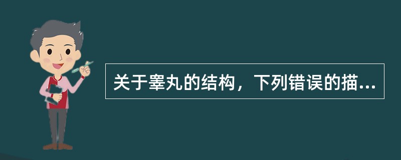 关于睾丸的结构，下列错误的描述是A、白膜在睾丸后缘增厚形成睾丸纵隔B、精曲小管和