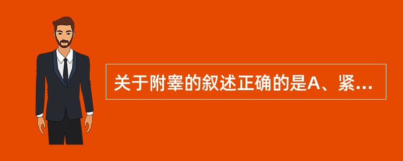 关于附睾的叙述正确的是A、紧贴睾丸的上端和后缘偏外侧B、男性生殖腺C、参与精索的