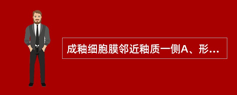 成釉细胞膜邻近釉质一侧A、形成皱褶，可吸收蛋白和水分B、形成皱褶，可吸收无机离子