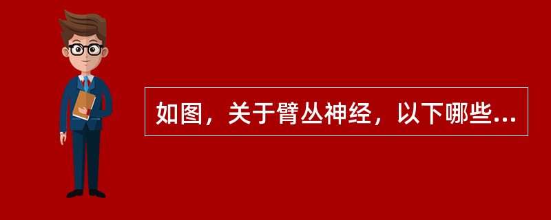 如图，关于臂丛神经，以下哪些正确（）