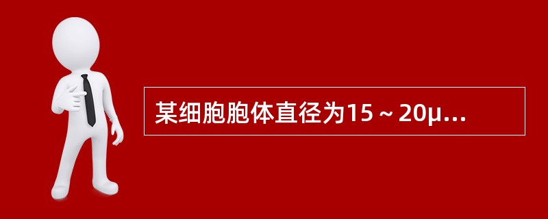 某细胞胞体直径为15～20μm，圆形，边缘有瘤状突起；胞核圆形，核染色质呈颗粒状