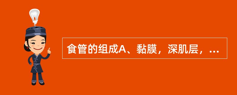 食管的组成A、黏膜，深肌层，外膜B、黏膜，黏膜下层，肌层，外膜C、内膜，肌层，纤