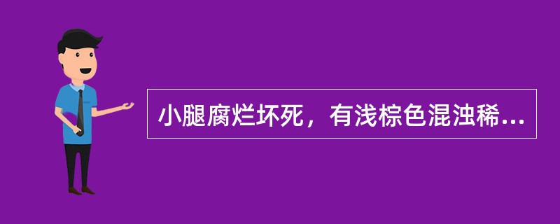 小腿腐烂坏死，有浅棕色混浊稀薄脓液，并有恶臭气味，则可能是( )。