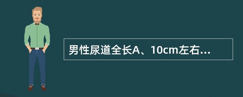 男性尿道全长A、10cm左右B、20cm左右C、30cm左右D、30～40cmE