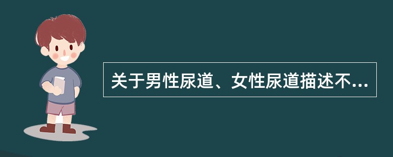 关于男性尿道、女性尿道描述不正确的是( )。A、女性尿道易引起逆行性尿路感染B、