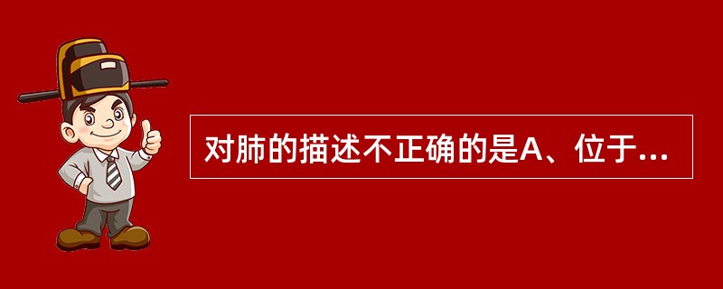 对肺的描述不正确的是A、位于胸膜腔内，纵隔的两侧B、肺尖向上，由胸廓上口突入到颈