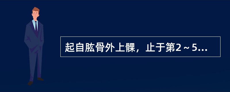 起自肱骨外上髁，止于第2～5指中节和末节指骨底的肌是