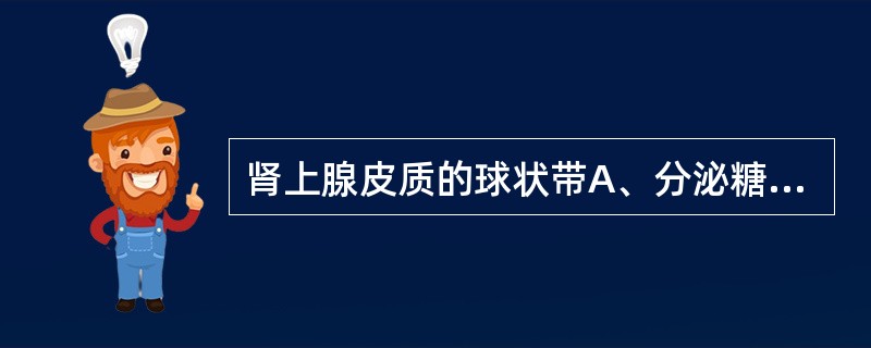 肾上腺皮质的球状带A、分泌糖皮质激素B、分泌盐皮质激素C、位于皮质最浅层D、细胞