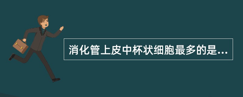 消化管上皮中杯状细胞最多的是A、十二指肠B、空肠C、回肠D、胃底E、大肠